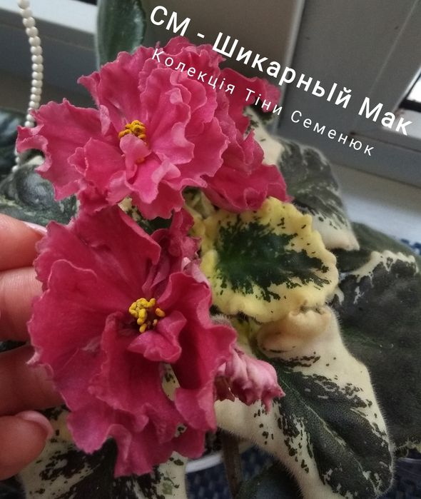 Сортові фіалочки фіалки