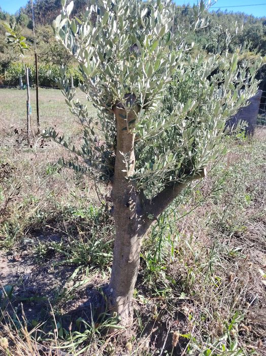 Oliveiras com alguns anos