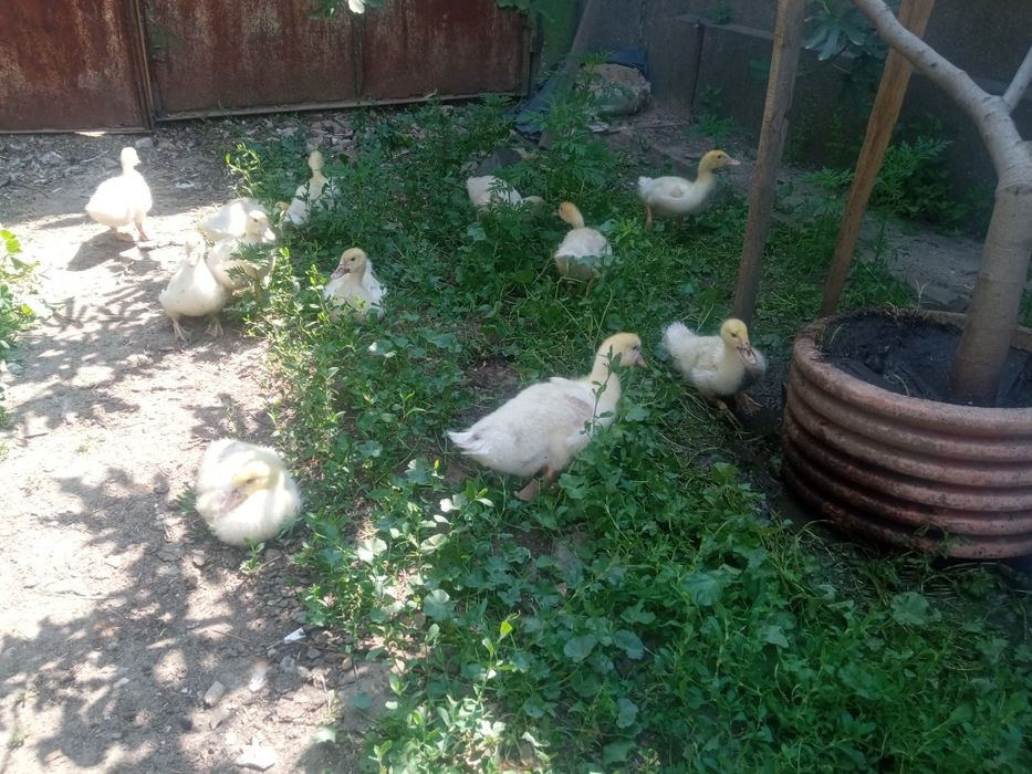 Продам (мускусные утята) Немецкая линия