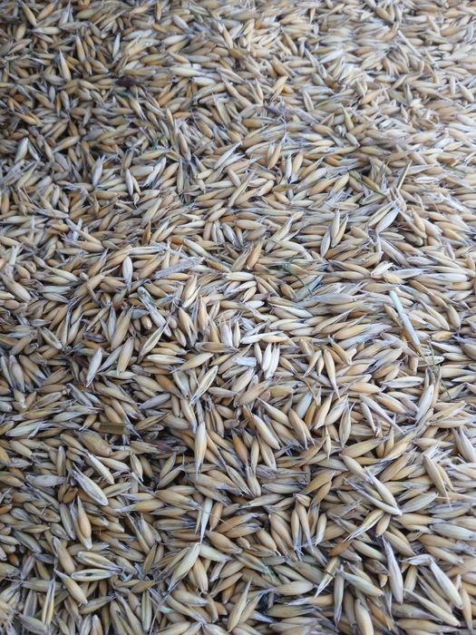 Sprzedam  owies pablo 2025r