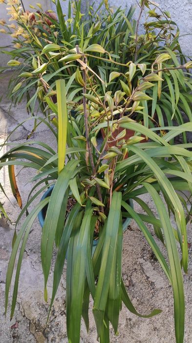 Orquídea verde amarela e vermelha