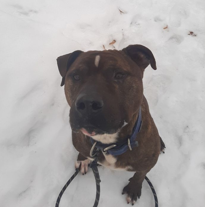 Zgrywusek szuka domu