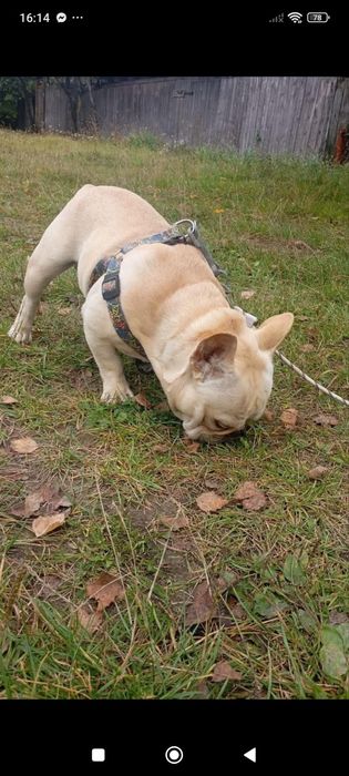 Вязка, кобель, француский бульдог