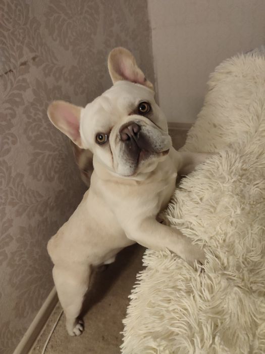 В'язка New shade французький бульдог, ізабелла під кремом