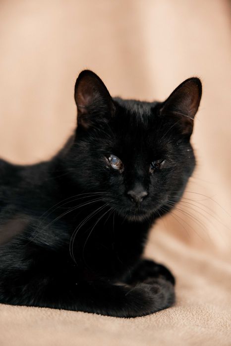 Багіра у пошуках дому