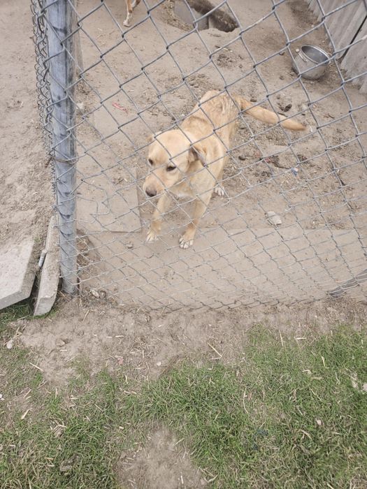 Oddam psa 10 miesięcy