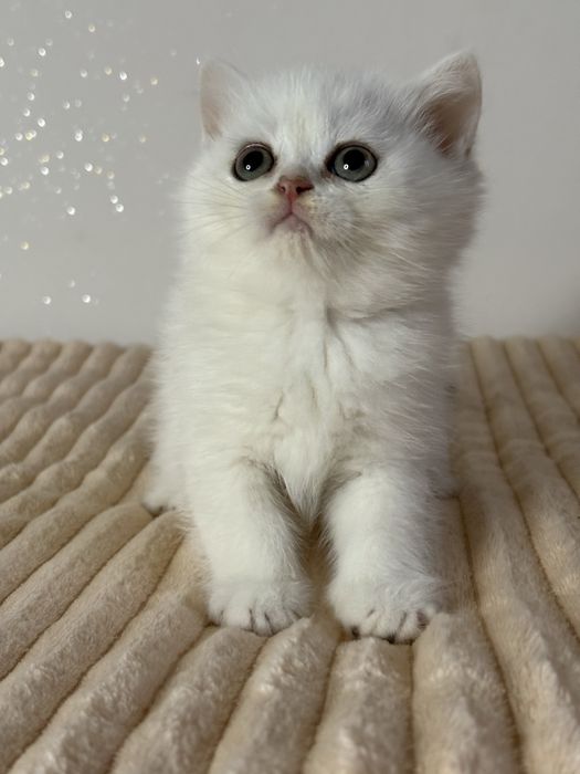 Chłopczyk brytyjski ns11