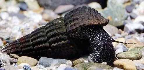 GB Ślimak Tylomelania Black Devil - dowóz ryb!