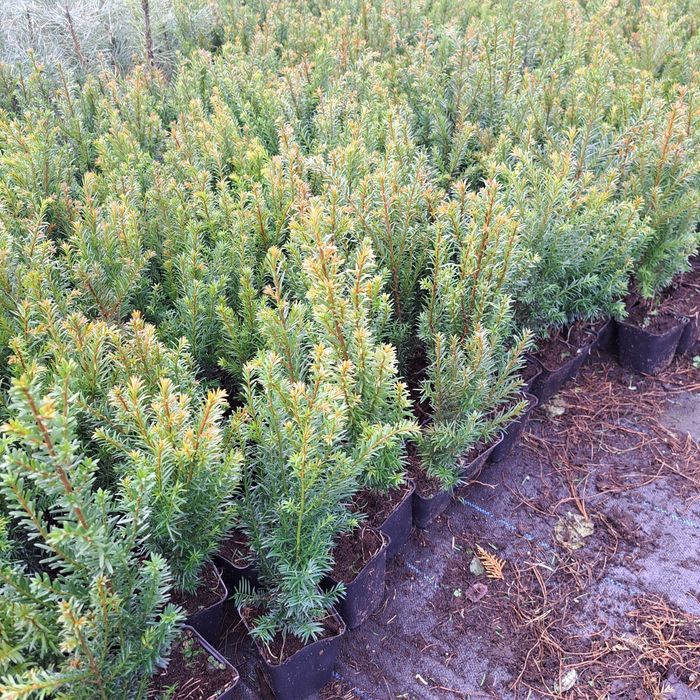 Cis pospolity(Taxus baccata)