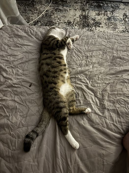 Отдам котика в хорошие руки, бесплатно