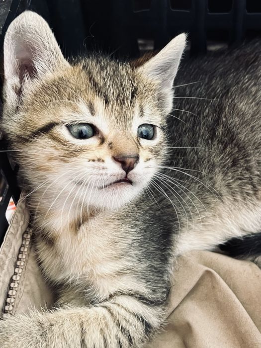 Котенята в добрі руки