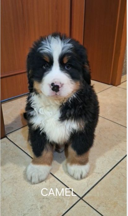 Berneński pies pasterski szczeniak.