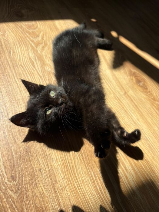 Гарний котик в добрі руки