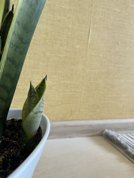 Цветок щучий хвост, тёщин язык