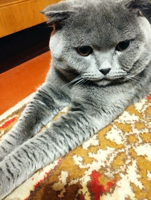 Шотландський вислоухий кіт .3 роки .