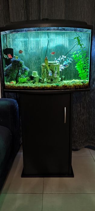 Акваріум+тумба+фільтра+ рибки