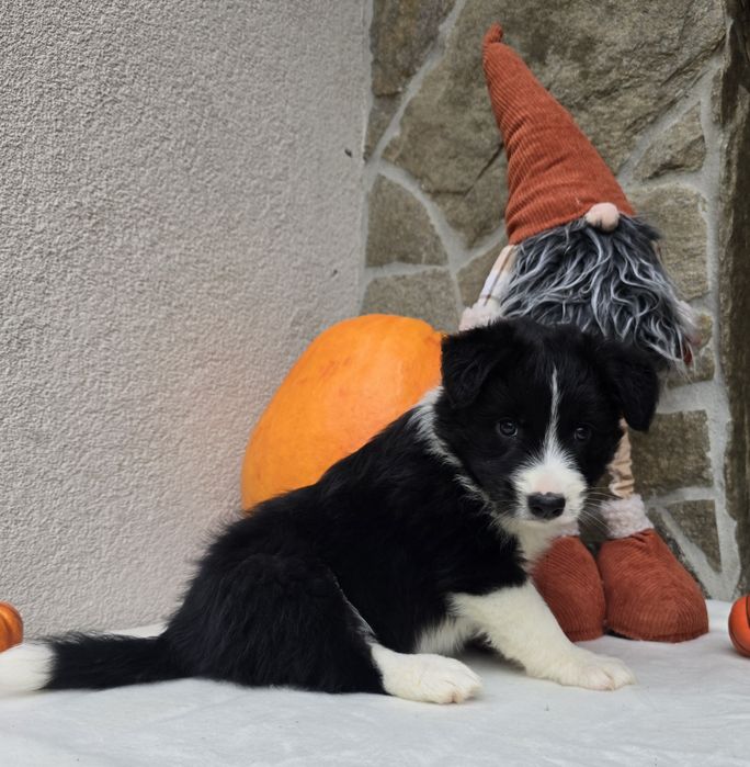 Border Collie piesek czarno-biały