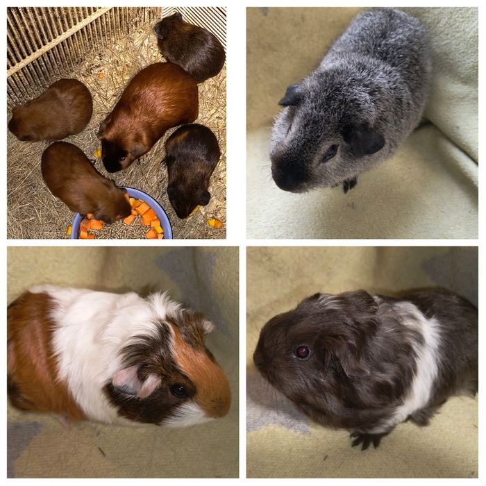 Можлива доставка морські св