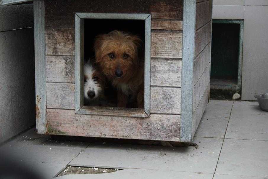 088992 Marcel do adopcji