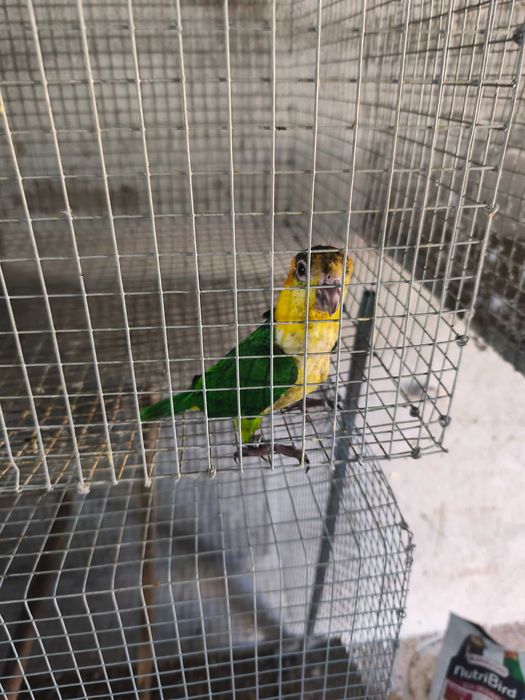 Marianinhas cabeça canela calção verde