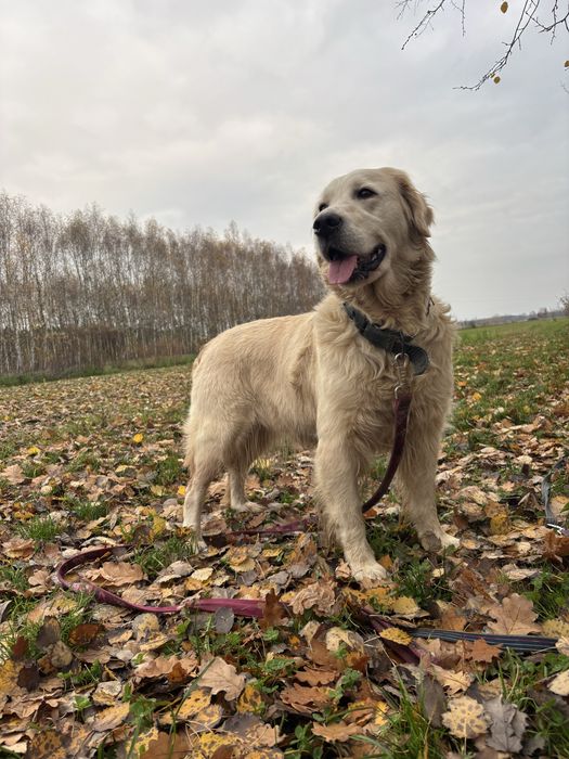 Sunia Golden Retriever