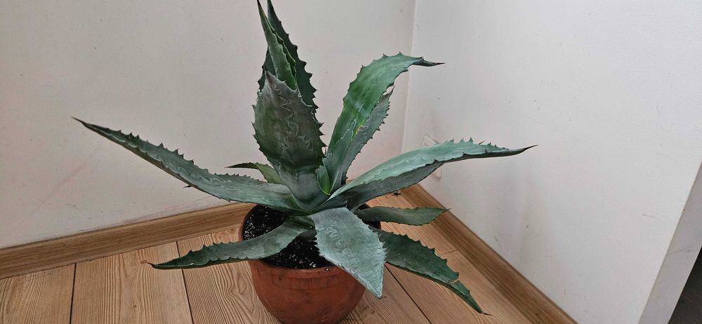 Agawa amerykańska / agave americana Blue ok. 55–60 cm