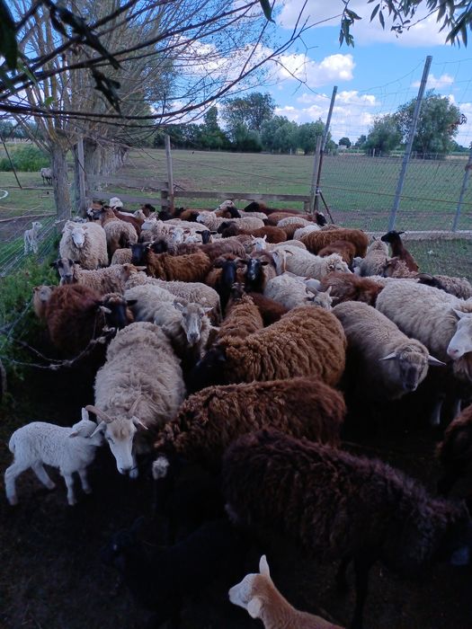 Owce barany jagnięta