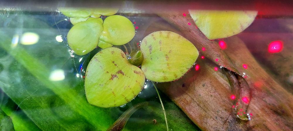 Rośliny pływające - limnobium.