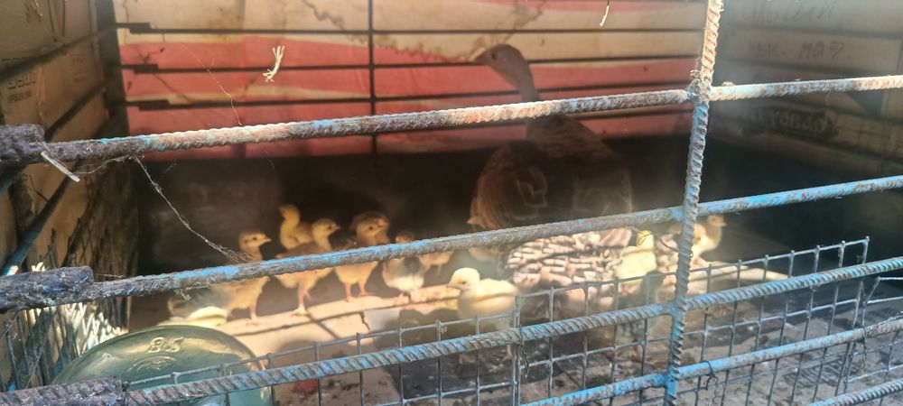 Продаються індички