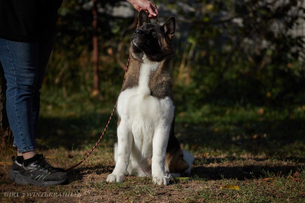 Обирай найкраще! Американська Акіта