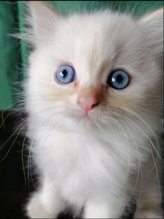 Кошеня Регдол/Ragdoll