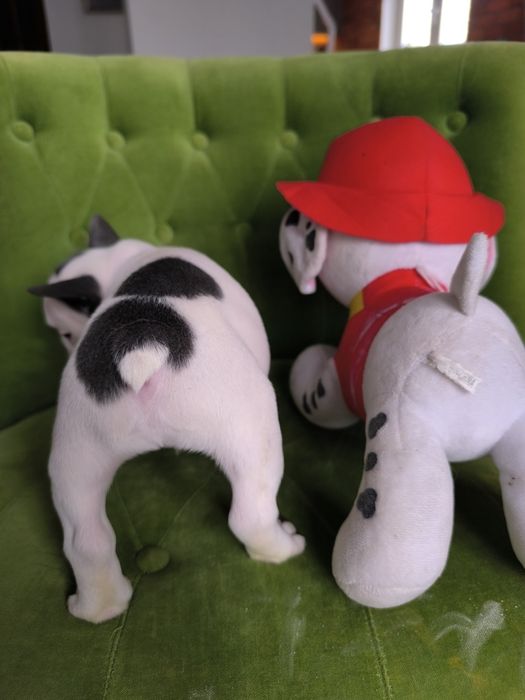 Buldog francuski biało niebieski samiec  pies szczeniak