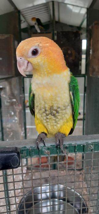 Marianinhas de Cabeça Canela