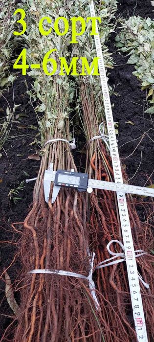 Підщепа аличі різні фракції