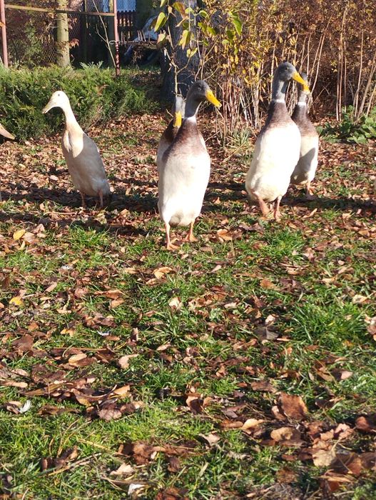 Kaczki ozdobne biegusy