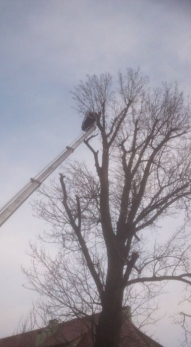 Przycinanie drzew, gałęzi, żywopłotów tuji, wynajem rębaka do gałęzi