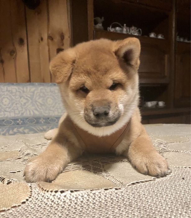 Shiba Inu, WYŚNIONY Rajsobie(FCI), piękny chlopczyk.