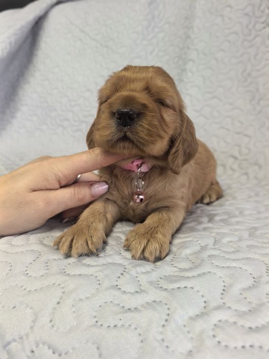 Śliczna suczka  cocker spaniel