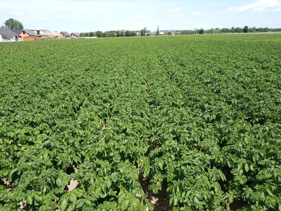 Ziemniaki Ziemniak młody jadalny