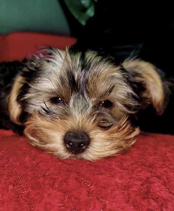 Yorkshire Terrier