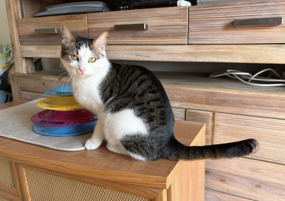 Cudowny kocurek czeka na dom