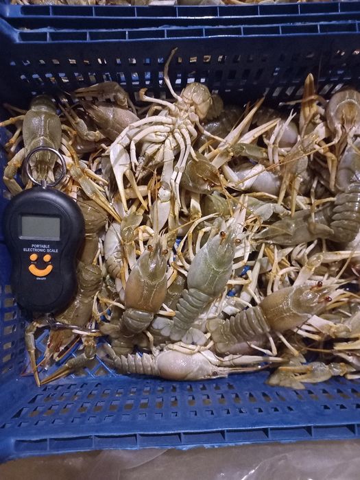 Живі раки у продажу