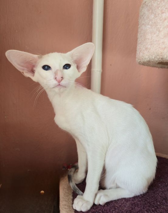 Ніжний котик в родину