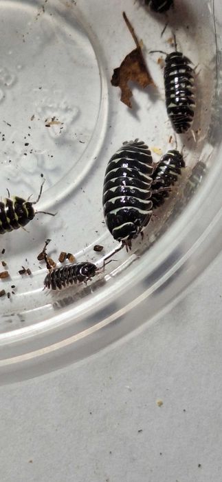 Isopody Armadillidium maculatum-wyprzedaż