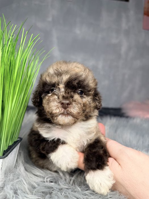 Той пудель шоколадный мрамор