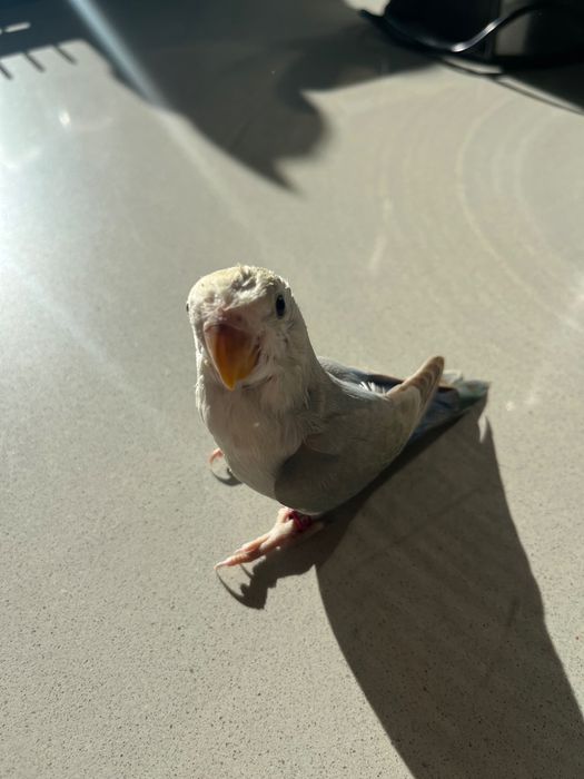 Pássaros Agapórnis