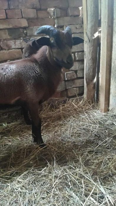 Owca i baran parka kamerunska