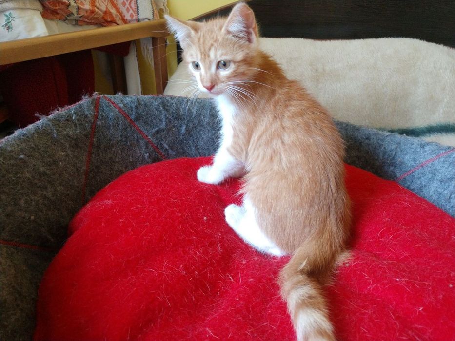 Віддам кошенята рудо-біленьке, трьохколорне.