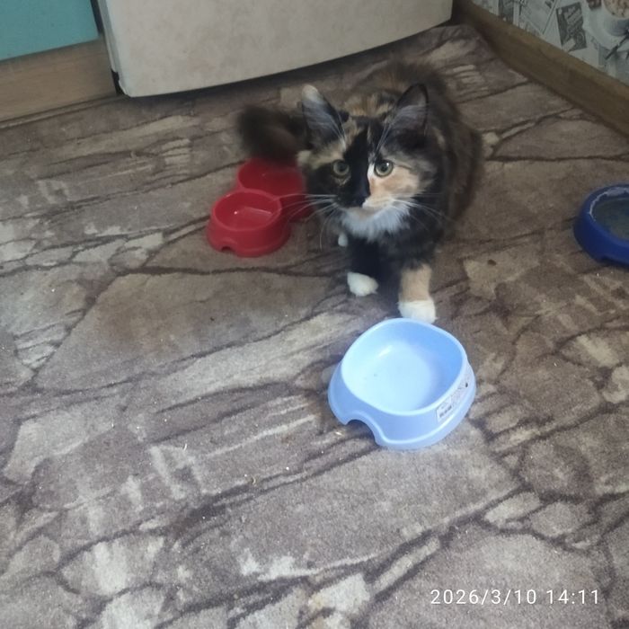 Отдам кошечку 5месяцев красуню