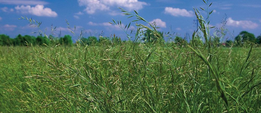 Mieszanka traw wieloletnia na gleby suche i piachy